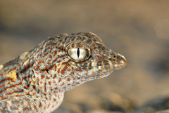 Pristurus carteri