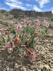 Tripterocalyx carneus