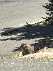 Spizella passerina passerina