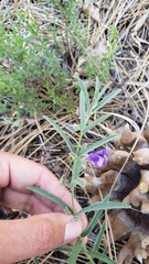 Scutellaria siphocampyloides