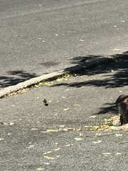 Spizella passerina passerina