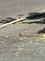 Spizella passerina passerina