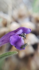 Scutellaria siphocampyloides