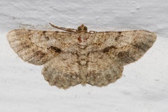 Psilalcis galsworthyi
