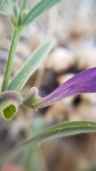 Scutellaria siphocampyloides