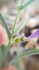Scutellaria siphocampyloides