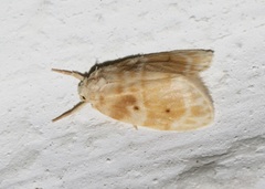 Schistophleps bipuncta
