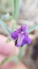 Scutellaria siphocampyloides