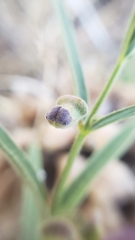 Scutellaria siphocampyloides