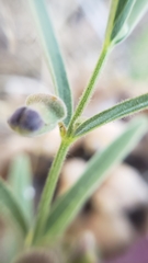 Scutellaria siphocampyloides