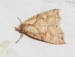 Olulis puncticinctalis