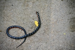 Swamp Liophis photo 3