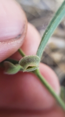 Scutellaria siphocampyloides
