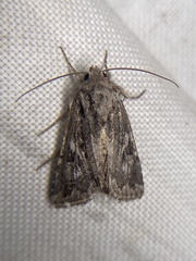 Ulolonche orbiculata