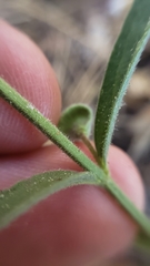 Scutellaria siphocampyloides