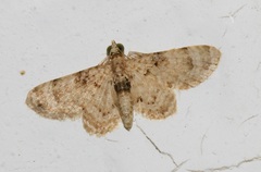 Gymnoscelis admixtaria