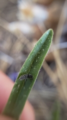 Scutellaria siphocampyloides