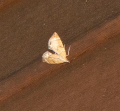 Eulithis testata