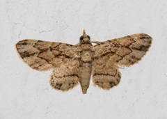 Gymnoscelis biangulata