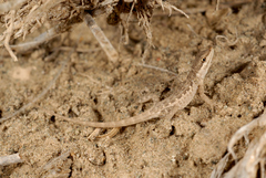 Pristurus minimus