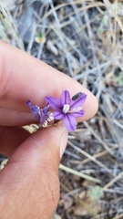 Brodiaea minor