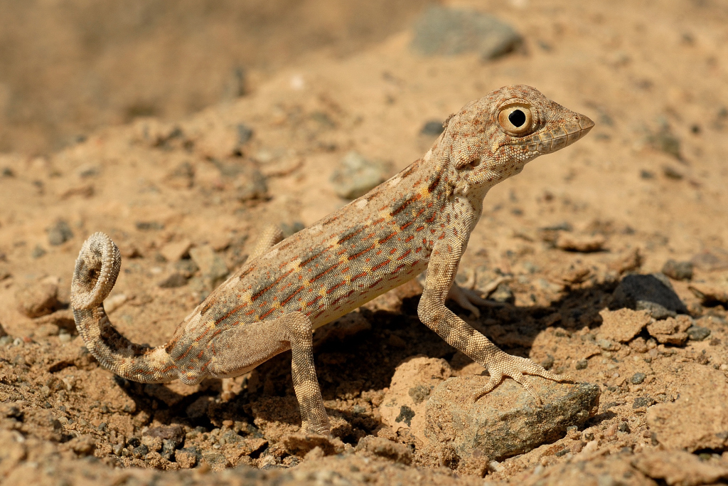 Carter's Semaphore Gecko