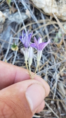 Brodiaea minor
