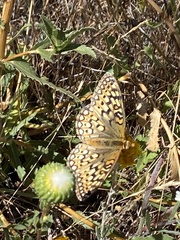 Speyeria callippe comstocki