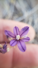 Brodiaea minor