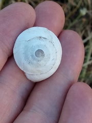 Sphincterochila