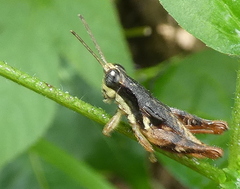 Eujivarus meridionalis