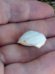 Sphincterochila