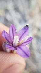 Brodiaea minor