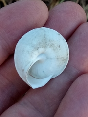 Sphincterochila