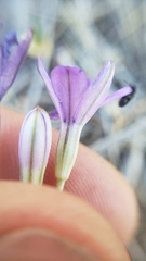 Brodiaea minor