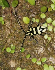 Anoplophora horsfieldii