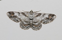 Cleora alienaria