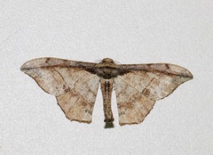Hyposidra infixaria