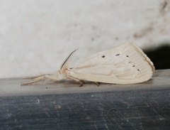 Laelia anamesa