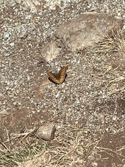 Speyeria callippe comstocki