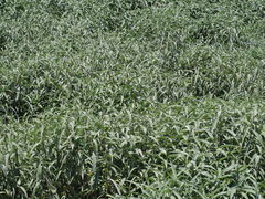 Persicaria lapathifolia lanata