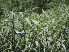 Persicaria lapathifolia lanata