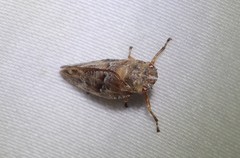 Aphrophora saratogensis