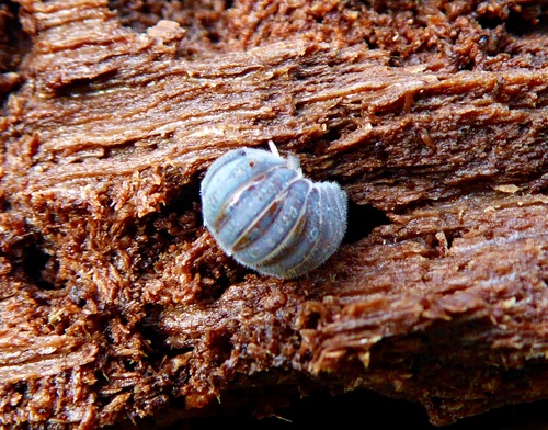Eubelum asperius