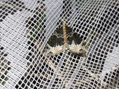 Ecliptopera capitata