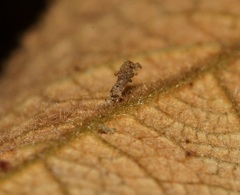 Pseudacroclita hapalaspis