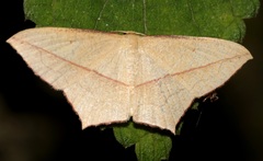 Timandra convectaria