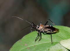 Biasticus flavus