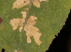 Pseudacroclita hapalaspis