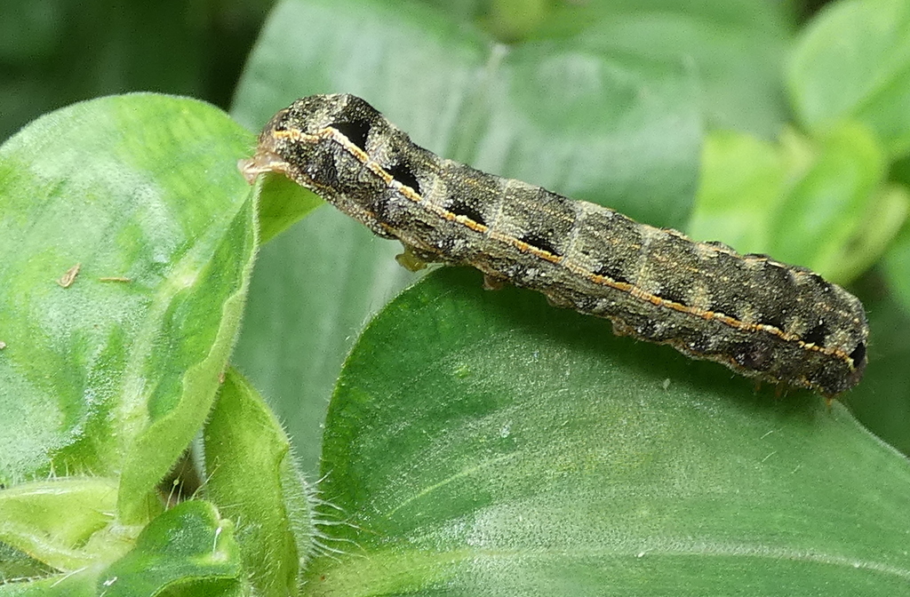 Spodoptera cosmioides